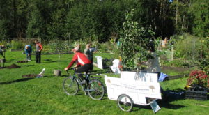 Transition Cowichan brings fruit trees by bike